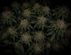 grow-with-medicgrow-smart8-spacementgrown-day47-19.jpg