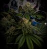 grow-with-medicgrow-smart8-spacementgrown-day47-20.jpg