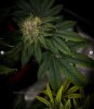 grow-with-medicgrow-smart8-spacementgrown-day47-22.jpg