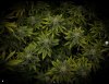 grow-with-medicgrow-smart8-spacementgrown-day47-23.jpg