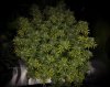 grow-with-medicgrow-smart8-spacementgrown-day47-24.jpg