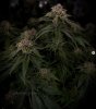 grow-with-medicgrow-smart8-spacementgrown-day47-31.jpg