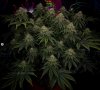 grow-with-medicgrow-smart8-spacementgrown-day47-35.jpg