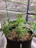 5181128_grow-journal-by-wallywonksilgmpurple-kush.jpg