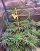 5251717_grow-journal-by-wallywonksilgmpurple-kush.jpg