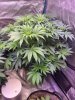 5251681_grow-journal-by-wallywonksilgmpurple-kush.jpg