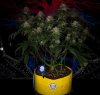 grow-with-medicgrow-smart8-spacementgrown-day49-1.jpg