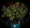 grow-with-medicgrow-smart8-spacementgrown-day49-2.jpg