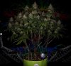 grow-with-medicgrow-smart8-spacementgrown-day49-5.jpg