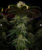 grow-with-medicgrow-smart8-spacementgrown-day49-18.jpg