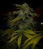 grow-with-medicgrow-smart8-spacementgrown-day49-21.jpg