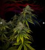 grow-with-medicgrow-smart8-spacementgrown-day49-22.jpg