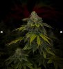 grow-with-medicgrow-smart8-spacementgrown-day49-23.jpg