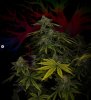 grow-with-medicgrow-smart8-spacementgrown-day49-24.jpg