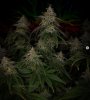 grow-with-medicgrow-smart8-spacementgrown-day49-25.jpg