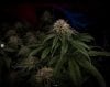 grow-with-medicgrow-smart8-spacementgrown-day49-32.jpg