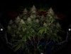 grow-with-medicgrow-smart8-spacementgrown-day49-37.jpg