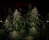 grow-with-medicgrow-smart8-spacementgrown-day49-38.jpg