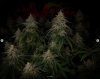 grow-with-medicgrow-smart8-spacementgrown-day49-39.jpg