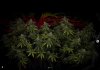 grow-with-medicgrow-smart8-spacementgrown-day49-41.jpg