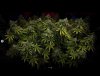 grow-with-medicgrow-smart8-spacementgrown-day49-44.jpg