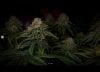 grow-with-medicgrow-smart8-spacementgrown-day49-48.jpg