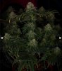 grow-with-medicgrow-smart8-spacementgrown-day49-52.jpg