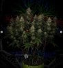 grow-with-medicgrow-smart8-spacementgrown-day49-54.jpg