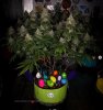 grow-with-medicgrow-smart8-spacementgrown-day52.jpg