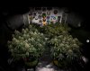 grow-with-medicgrow-smart8-spacementgrown-day53.jpg