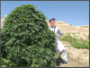 balkh hashplant.png