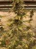 Barney’s Farm Mimosa X Orange Punch under SE7000.jpg