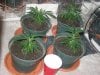 GC Jun 29 2022 clones flash.jpg