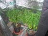 GC Jun 29 2022 grow tent recovering.jpg