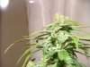 Flushing for Harvest; First Grow 129.jpg