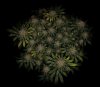 grow-with-medicgrow-smart8-spacementgrown-day55-3.jpg