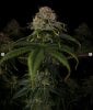 grow-with-medicgrow-smart8-spacementgrown-day55-5.jpg