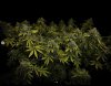 grow-with-medicgrow-smart8-spacementgrown-day55-9.jpg