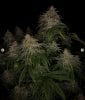 grow-with-medicgrow-smart8-spacementgrown-day55-12.jpg