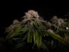 grow-with-medicgrow-smart8-spacementgrown-day55-13.jpg