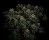 grow-with-medicgrow-smart8-spacementgrown-day55-16.jpg