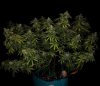 grow-with-medicgrow-smart8-spacementgrown-day55-19.jpg