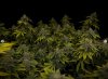 grow-with-medicgrow-smart8-spacementgrown-day55-20.jpg