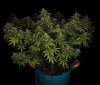 grow-with-medicgrow-smart8-spacementgrown-day55-21.jpg