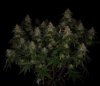 grow-with-medicgrow-smart8-spacementgrown-day55-24.jpg