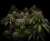 grow-with-medicgrow-smart8-spacementgrown-day55-25.jpg