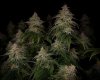 grow-with-medicgrow-smart8-spacementgrown-day55-38.jpg