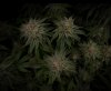 grow-with-medicgrow-smart8-spacementgrown-day55-39.jpg