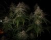 grow-with-medicgrow-smart8-spacementgrown-day55-40.jpg