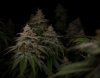 grow-with-medicgrow-smart8-spacementgrown-day55-41.jpg